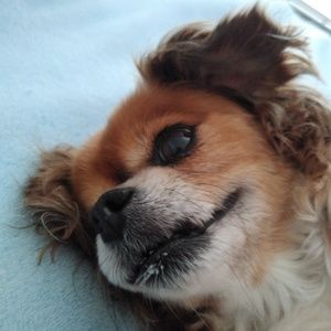 Meet your Posher, Susan